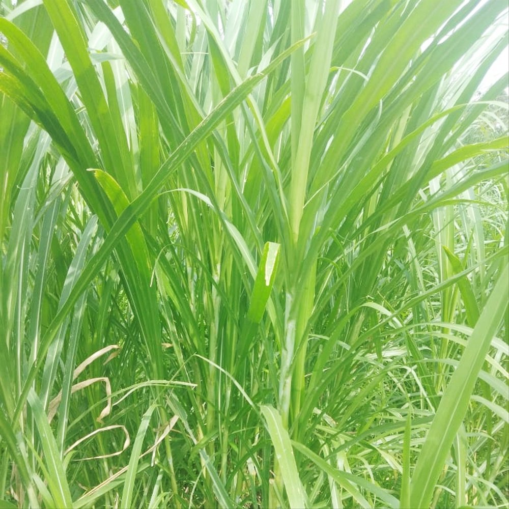  Rumput  Pakan Ternak yang Mudah di Dapat dan Penting Bagi 