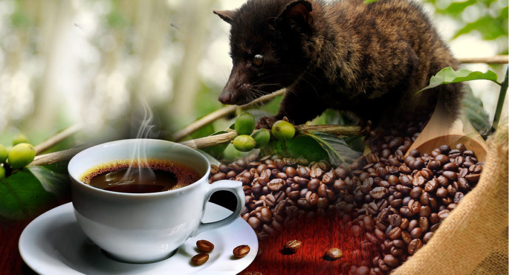Cara Membuat Kopi Luwak Asli