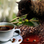 Cara Membuat Kopi Luwak Asli
