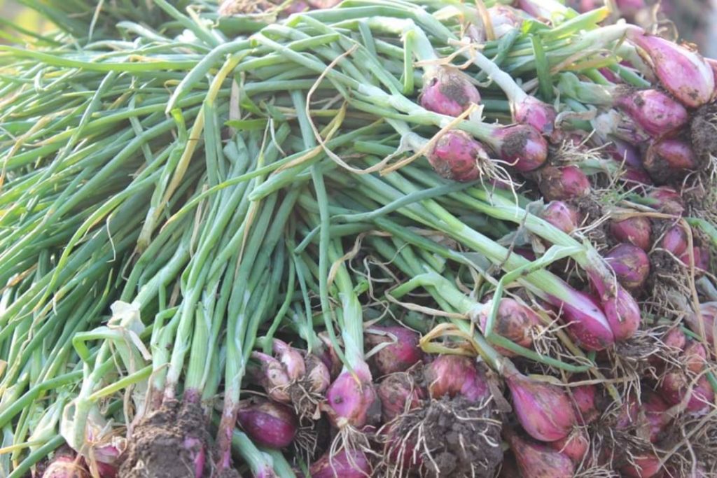 Cara Budidaya Bawang Merah Hingga Panen Melimpah