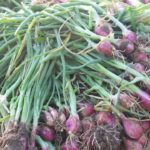 Cara Budidaya Bawang Merah Hingga Panen Melimpah
