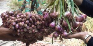 budidaya bawang