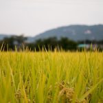 meningkatkan-hasil-panen-padi