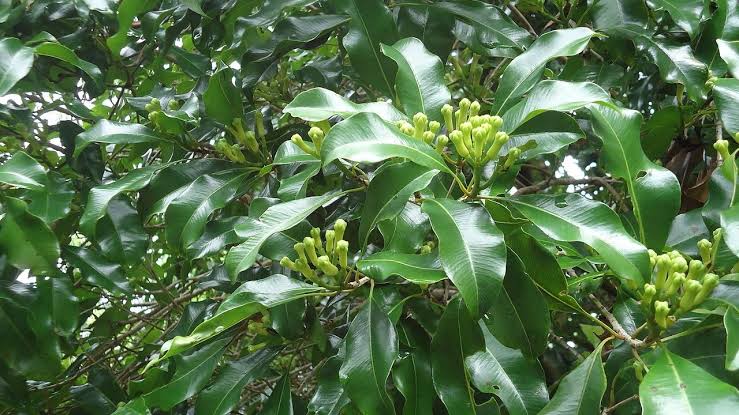 cara menanam cengkeh