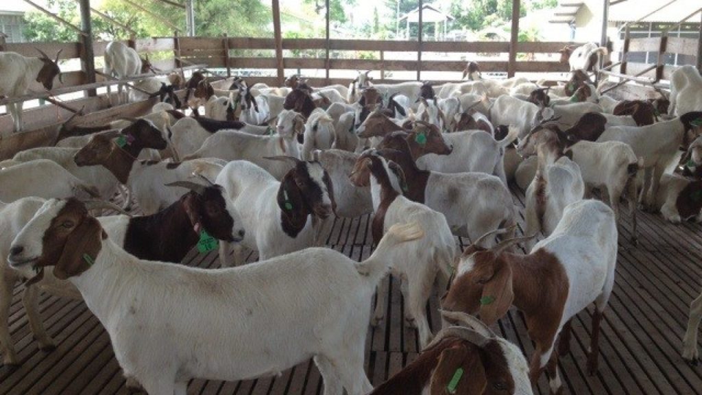 cara beternak kambing