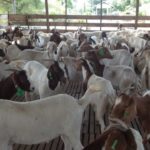 cara beternak kambing