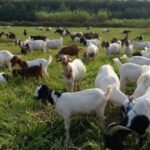 Cara Merawat Kambing Agar Cepat Gemuk