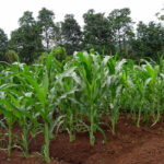cara-menanam-jagung-di-sawah
