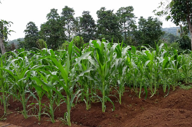 cara-menanam-jagung-di-sawah