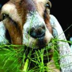 Kebutuhan Rumput Untuk Kambing