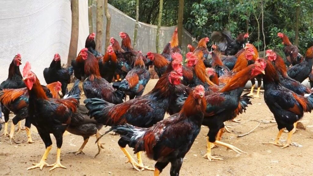 Cara Beternak Ayam Kampung BIar Cepat Besar