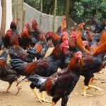 Cara Beternak Ayam Kampung BIar Cepat Besar