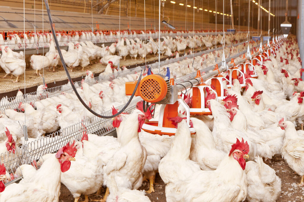 Cara Budidaya Ayam Potong