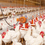 Cara Budidaya Ayam Potong