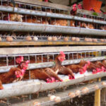 Cara Beternak Ayam Petelur Bagi Pemula