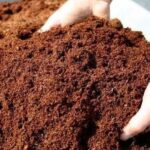 Manfaat Cocopeat Sebagai Media Tanaman