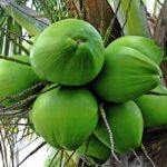 Pemanfaatan Buah Kelapa