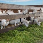 cara membuat pakan fermentasi untuk kambing jawa