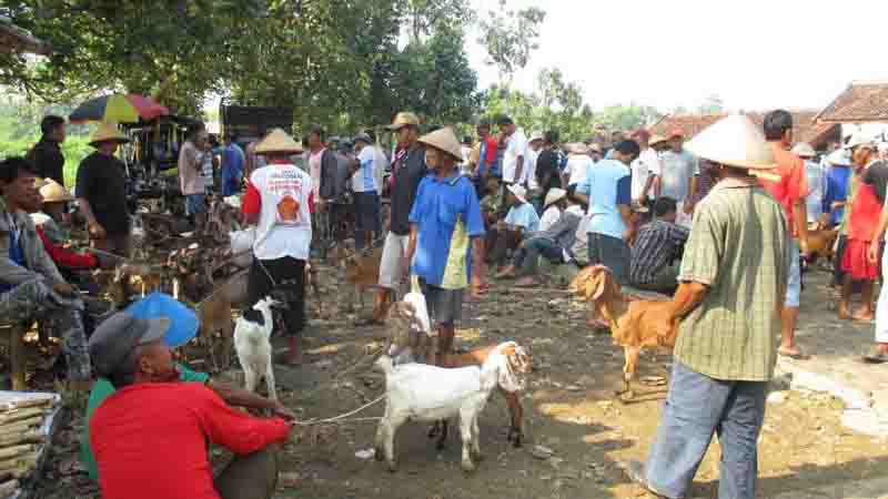 bisnis ternak kambing.jpg