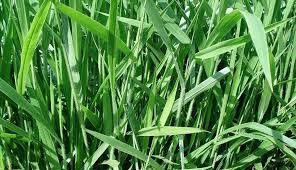 cara penggemukan domba dengan rumput.jpg