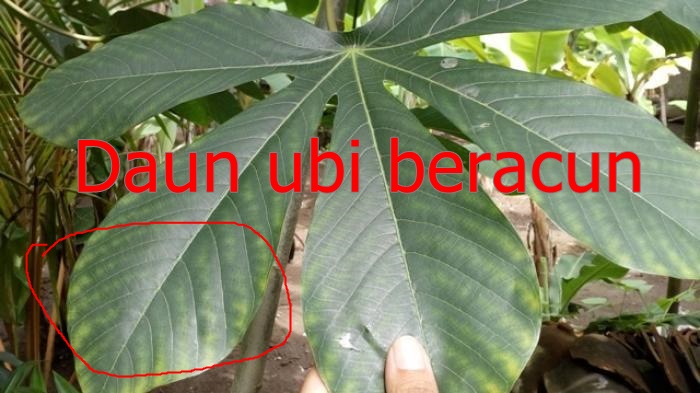 cara penggemukan domba dengan rumput.jpg