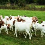 Bisnis ternak kambing untuk pemula