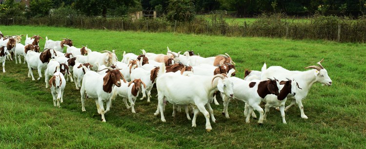 Bisnis ternak kambing untuk pemula