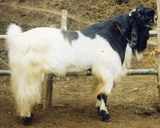 bisnis ternak kambing.jpg