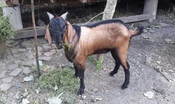 bisnis ternak kambing.jpg