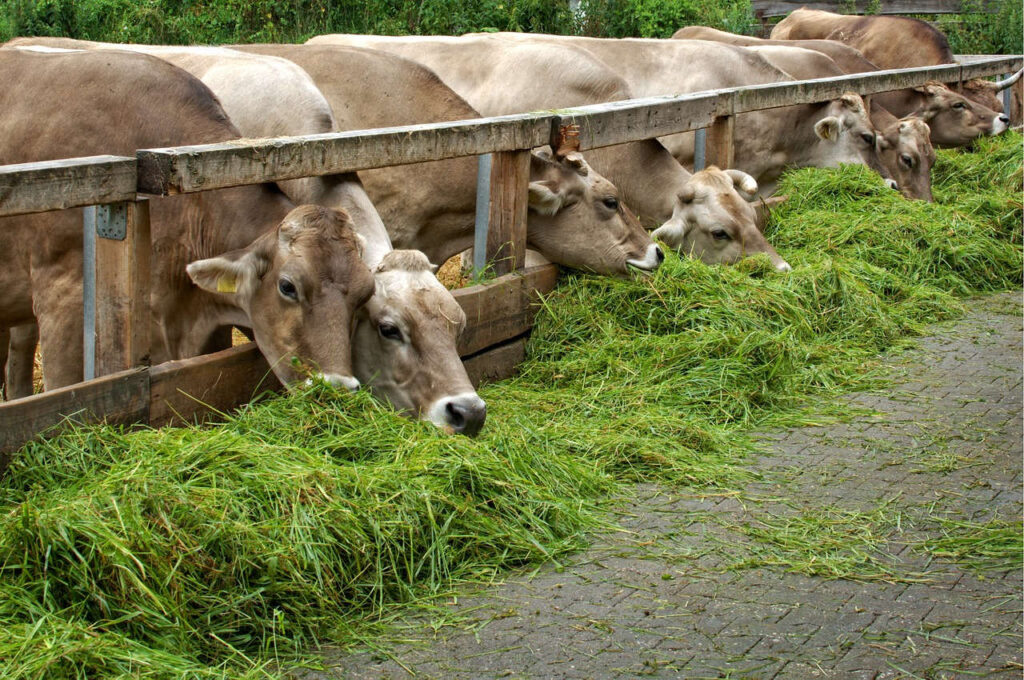 fermentasi pakan sapi dan cara olahannya