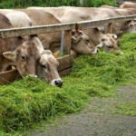 fermentasi pakan sapi dan cara olahannya