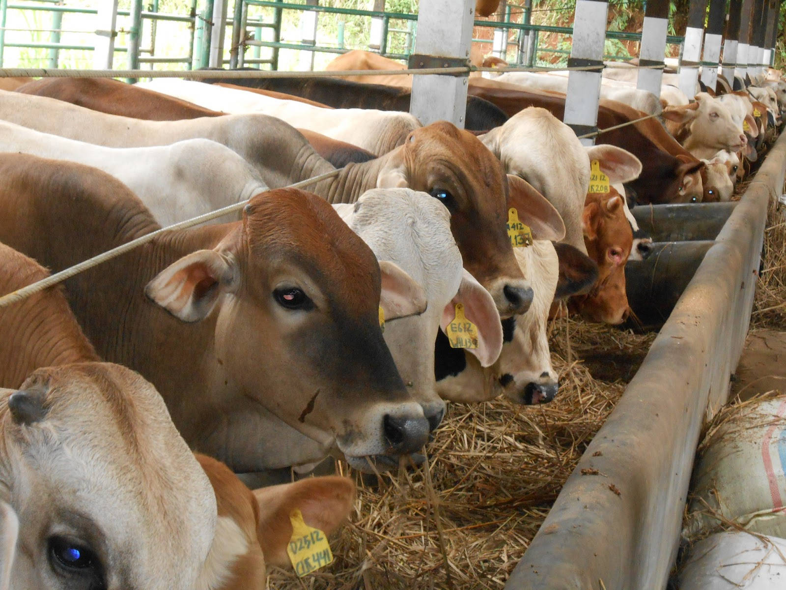 fermentasi pakan sapi.jpg