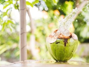 cara menguoas kelapa muda yang benar