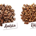 beda robusta dan arabika