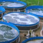 Teknik budidaya ikan nila bioflok