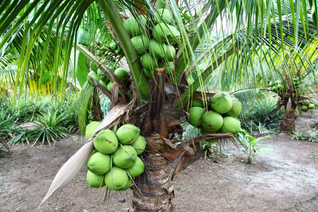 Manfaat Sabut Kelapa untuk Kesehatan dan Kecantikan