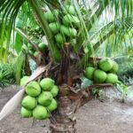 Manfaat Sabut Kelapa untuk Kesehatan dan Kecantikan