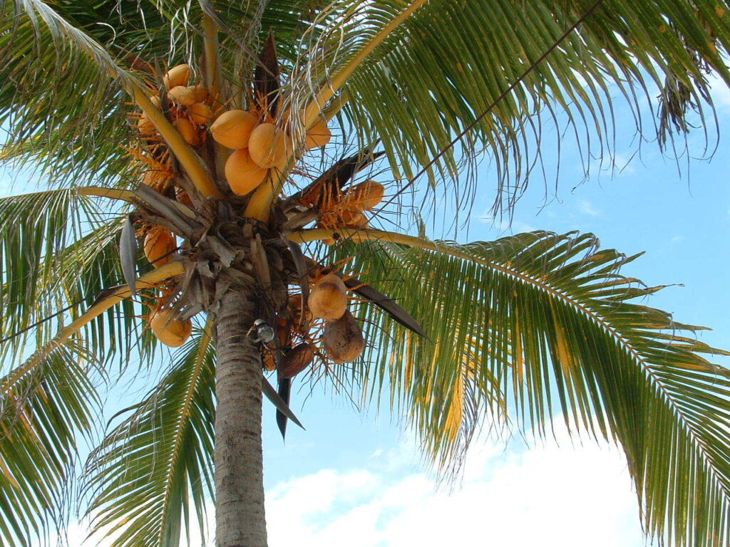 macam-macam pohon kelapa