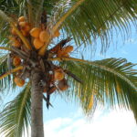 macam-macam pohon kelapa
