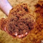 Produksi Cocopeat untuk Media Tanam, Peluang Bisnis yang Semakin Dilirik