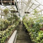 usaha pertanian dengan greenhouse