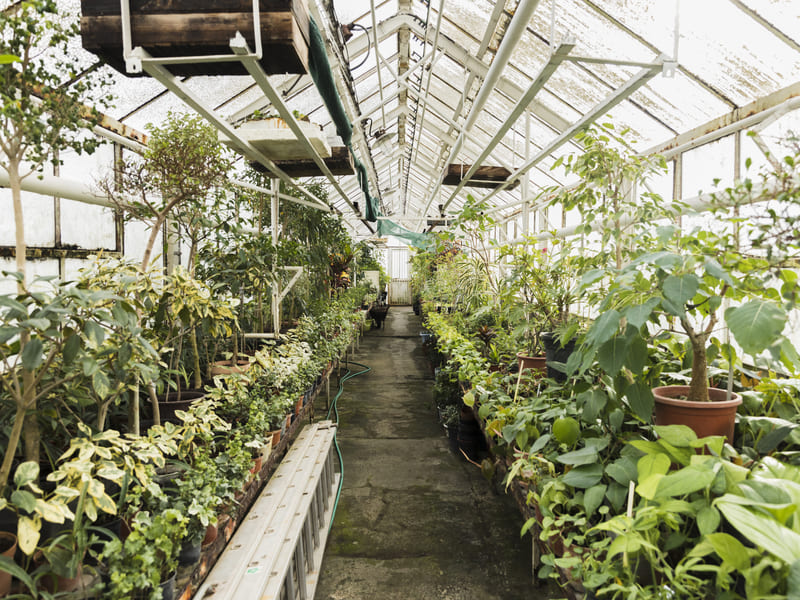 usaha pertanian dengan greenhouse