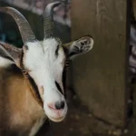 manajemen reproduksi kambing jantan