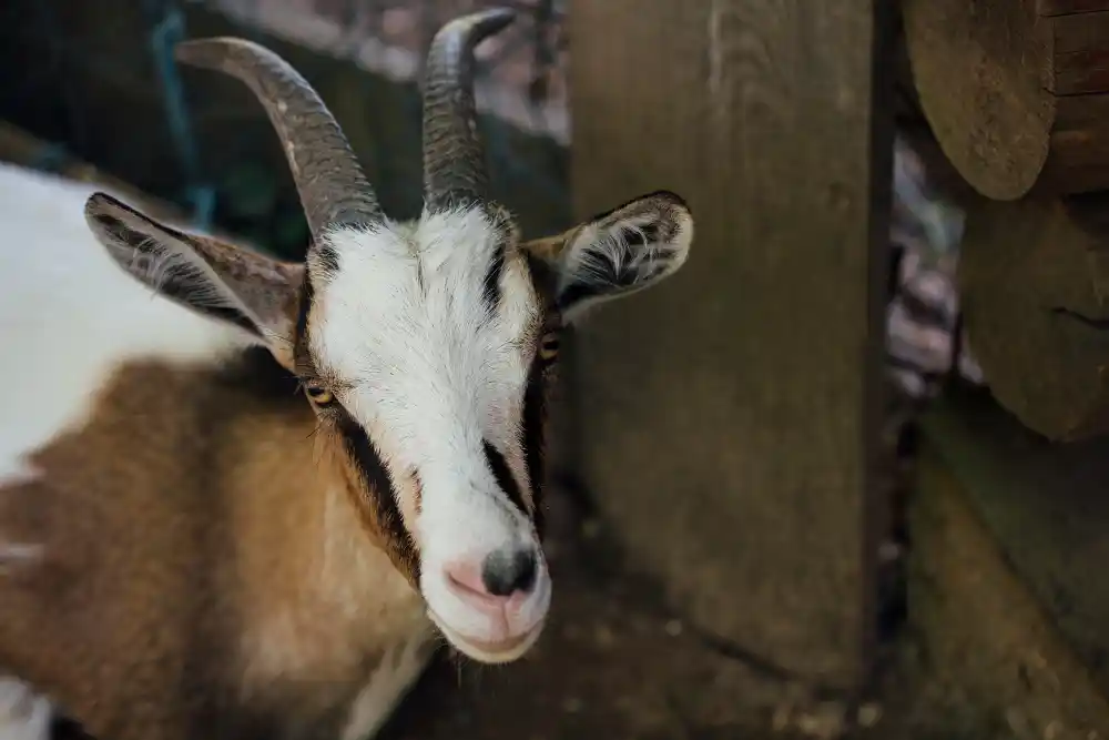 manajemen reproduksi kambing jantan