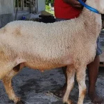 cara menjaga kambing dari stres