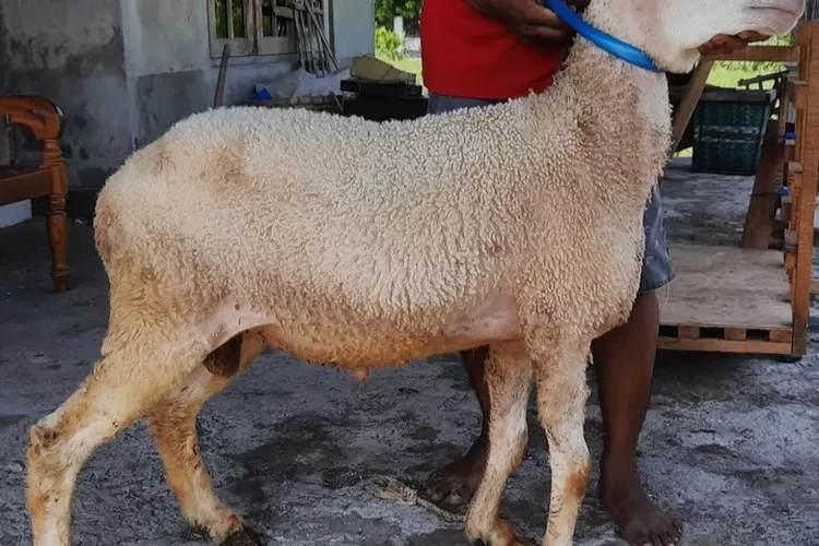 cara menjaga kambing dari stres