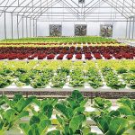 Tips Menanam Lebih Efisien dengan Greenhouse