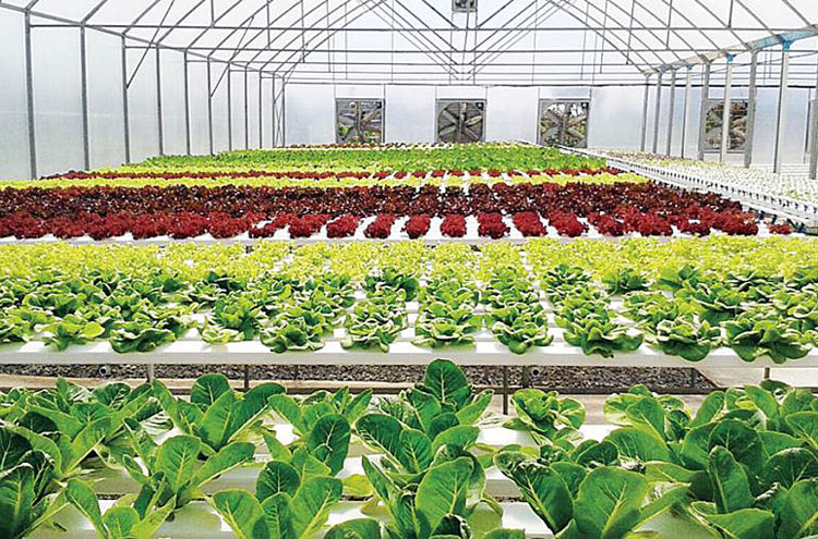 Tips Menanam Lebih Efisien dengan Greenhouse