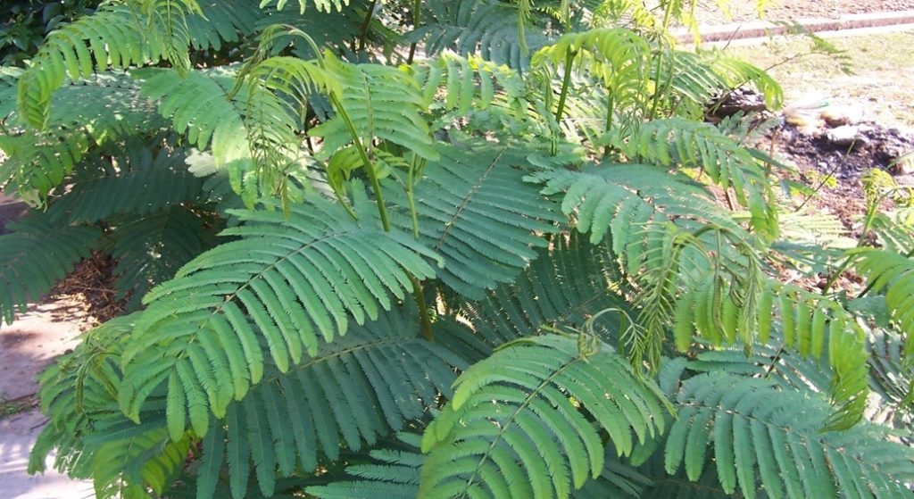 rumput kaliandra untuk pakan