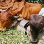 pakan hijau program penggemukan